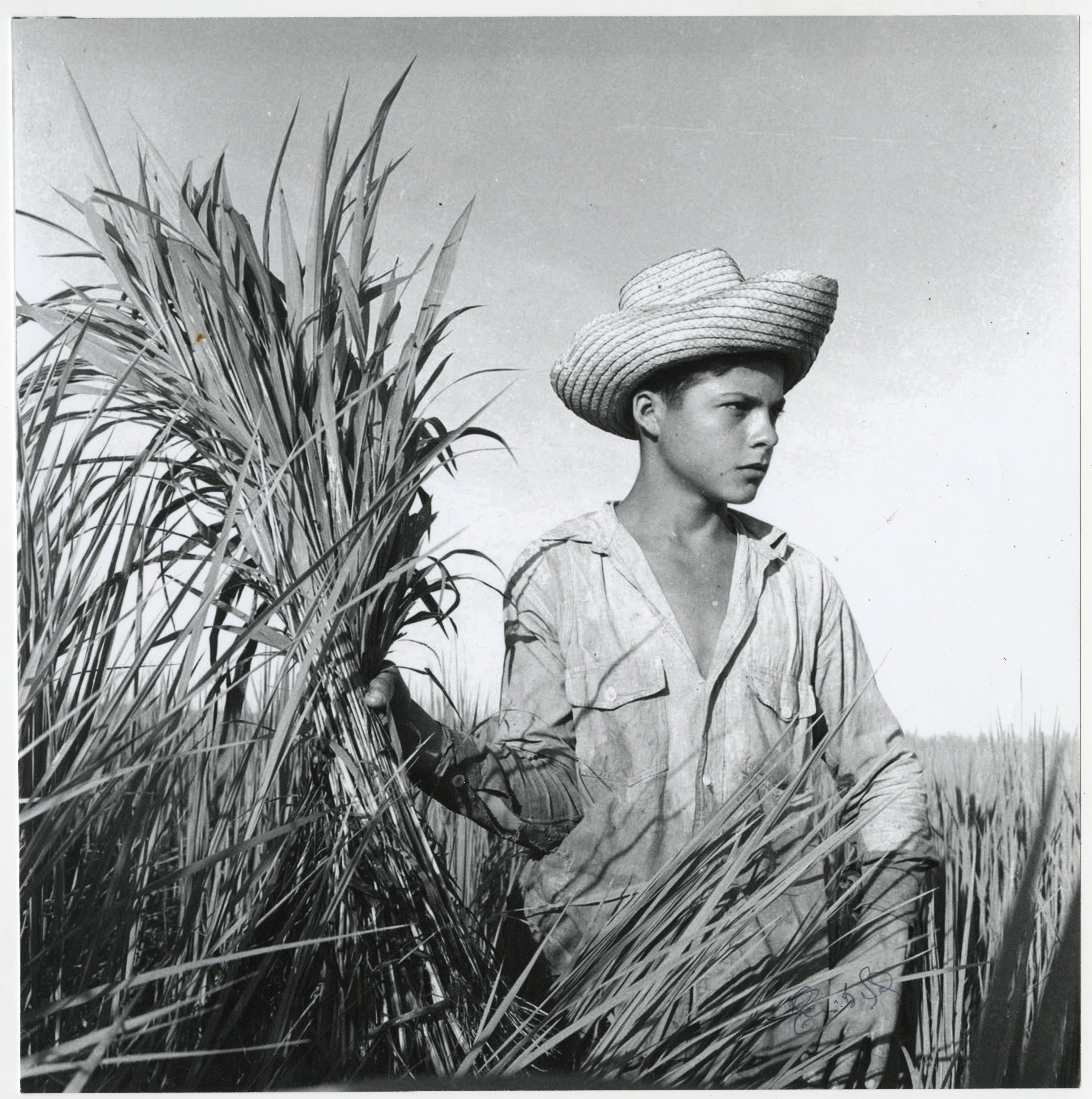 Member of Columna Juvenil del Centenario cutting sugarcane, 1968. Cuban Photograph Collection. Cuban Heritage Collection, University of Miami Libraries.